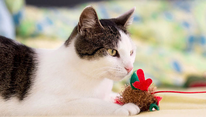 cat holding cat toy