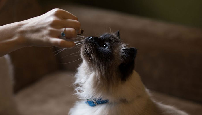 cat receiving cat treat