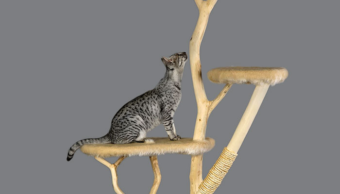 cat in cat tree