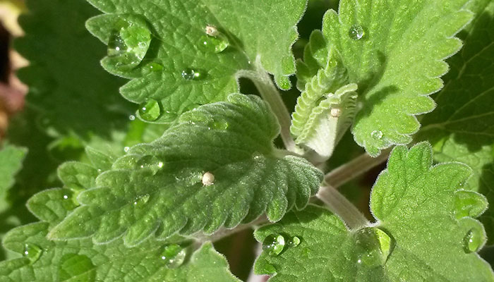 fresh catnip with water droplets