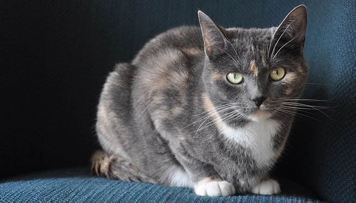 image of owner's cat