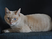 photo of cat