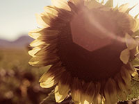 photo of sunflower